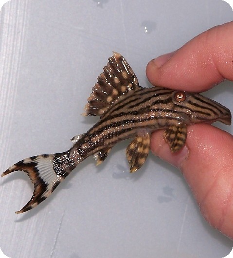 Discus Fish - Fast Shipping, High Quality, Low Pricing